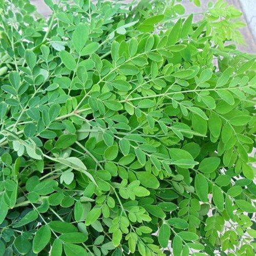 Drumstick leaves