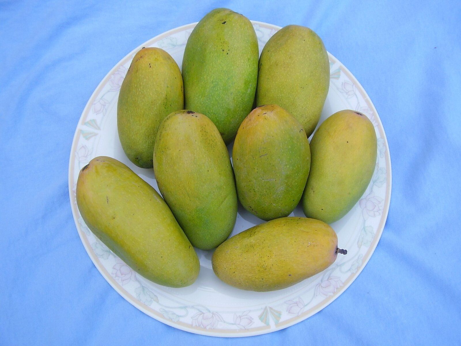 DESI Premium Jumbo AAA Quality Dasheri Mangoes - Appx. 3KG /8-12 PCs PRE-ORDER NOW! Collection / Delivery:10-14 June
